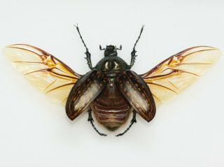 Cheirotonus Sp.  A1 Female,  51 Mm,  Spread Wings,  Vietnam,  Euchirinae,  Entomology
