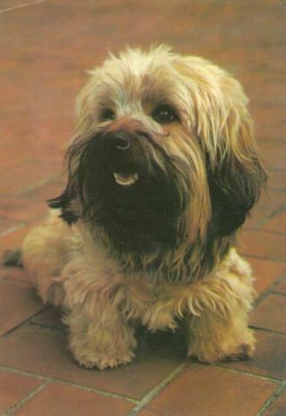 Old Oversize Dog Postcard Dandie Dinmont Terrier Greulich Germany