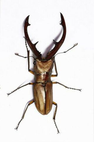 Usa Real Cyclommatus Tarandus Golden Stag Beetle Insect Unmounted