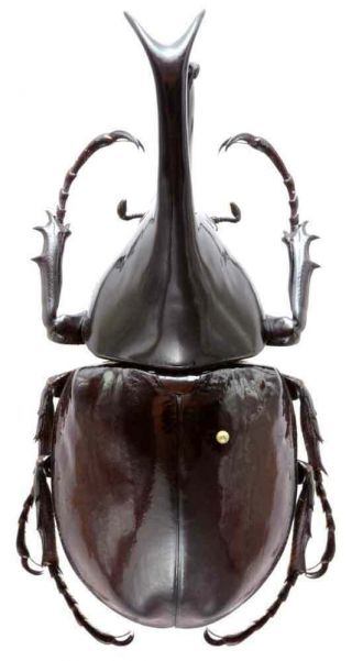 Real Xylotrupes Gideon Gideon,  75mm Rhinoceros Beetle Unmounted In Usa