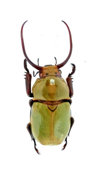 Insect Beetles Scarabaeidae Rutelinae Kibakoganea Sp 39 Mm Vietnam