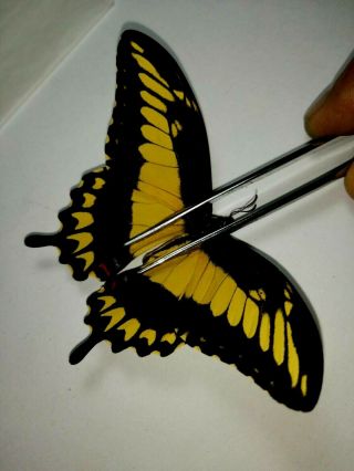 Papilio Pallas Pallas In A1