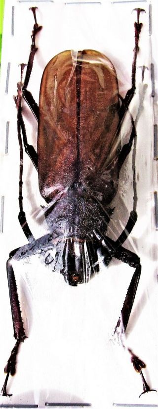 Large Long - Horn Beetle Macrotoma Pascoei Pascoei Fast From Usa