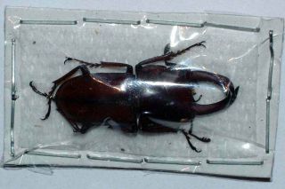 Dorcus Elegantulus - Unmounted Beetle 28 - 30mm