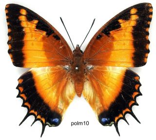 Butterfly - 1 X Mounted Female Scarce Charaxes Pollux Mirabilis (good A1 -)