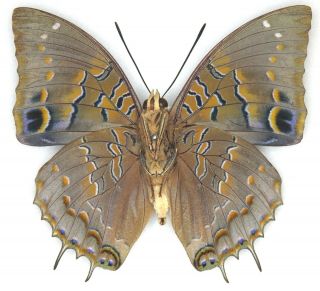 Butterfly - 1 x mounted male Charaxes cithaeron kennethi V.  Good (A1 -) 2