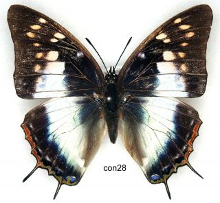 Butterfly - 1 X Mounted Female Charaxes Contrarius - (aurantimacula) Good (a1 -)