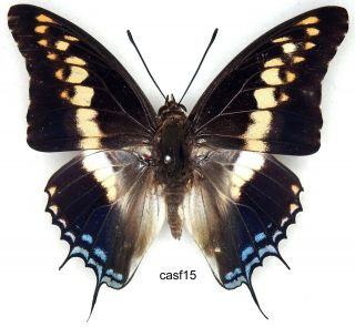 Butterfly - 1 X Mounted Male Charaxes Castor Flavifasciatus Good (a1 -)