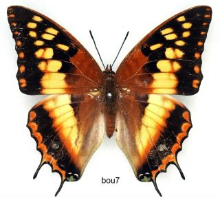 Butterfly - 1 X Mounted Female Scarce Charaxes Boueti (good A1 -)