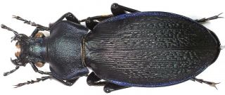 30.  Carabidae - Carabus (morphocarabus) Kollari F.  Joergeri… Female
