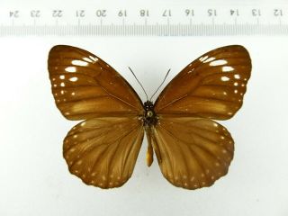 , Entomology,  Butterfly: Danaus Philene Female Bulolo Png,