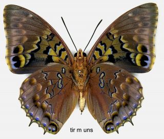 Butterfly - 1 x mounted male Charaxes tiridates (Good A1 -) 2
