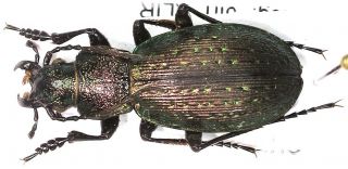 7.  Carabidae - Carabus (neoplesius) Wagae Ssp.  Alboequs…male