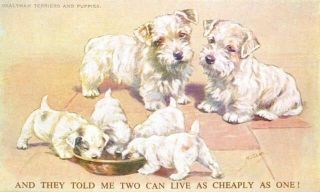 Dog Postcard Sealyham Terrier Valentine 