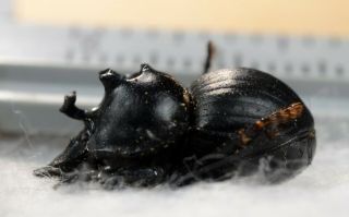 Glyphoderes Sp.  A1 Unmounted Scarabaeidae Scarabaeindae Geotrupidae Coleoptera