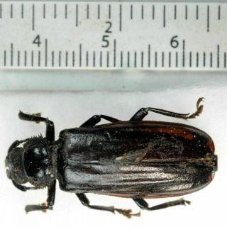 Prioninae Sp.  A2 Unmounted From Nicaragua With Gps Data Cerambycidae Prionidae