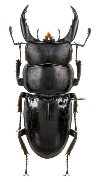 Insect Beetles Lucanidae Dorcus Sp 41 Mm Vietnam