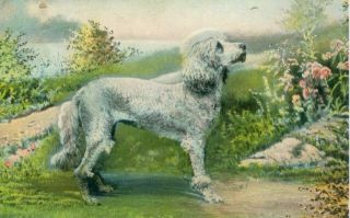 Vintage Early Photo Postcard Pc Poodle Dog C1906 Germany