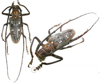 Insect Beetles Cerambycidae Batocera Humeridens 61 Mm Indonesia Moa Is