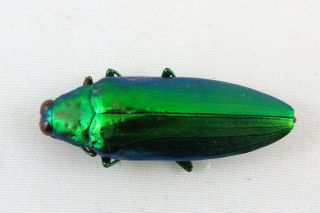 Chrysochroa Weyersii Green Beetle Taxidermy Real Unmounted