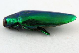 Chrysochroa weyersii Green Beetle Taxidermy REAL Unmounted 2