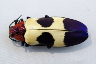 Chrysochroa Buqueti Rugicollis Colorful Beetle Taxidermy Real Unmounted