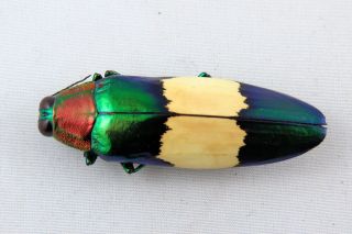 Chrysochroa Maruyamai A2 Beetle Taxidermy Real Unmounted
