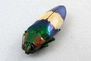 Chrysochroa maruyamai A2 Beetle Taxidermy REAL Unmounted 2