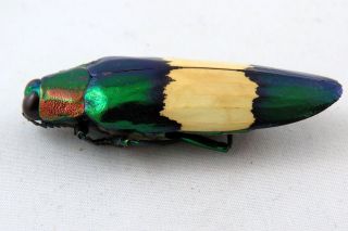 Chrysochroa maruyamai A2 Beetle Taxidermy REAL Unmounted 3
