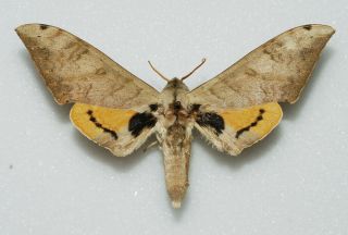 Sphingidae - Pseudoclanis Occidentalis - Male
