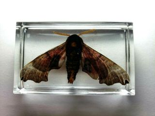 Poplar Sphinx.  Pachysphinx Occidentalis.  Real Moth Embedded In Clear Resin.