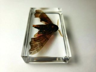 POPLAR SPHINX.  PACHYSPHINX OCCIDENTALIS.  Real moth embedded in clear resin. 3