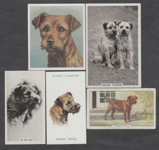 5 Different Vintage Border Terrier Tobacco/cigarette/tea Dog Cards