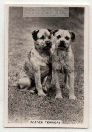 Border Terrier Dog Canine Pet Animal 1930s Trade Ad Card