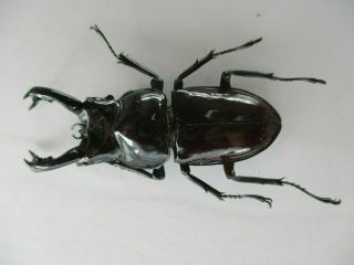 74266 Lucanidae: Pseudorhaetus Oberthuri.  Vietnam North.  52mm