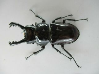 74206 Lucanidae: Pseudorhaetus Oberthuri.  Vietnam North.  52mm