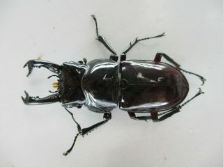 74251 Lucanidae: Pseudorhaetus Oberthuri.  Vietnam North.  52mm