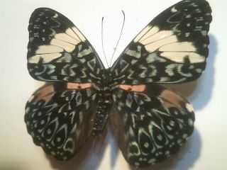 Real Butterfly/insect/moth Non Set B6889 Very Rare Hamadryas Amphinome Peru