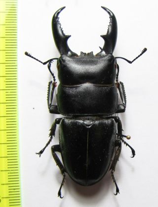 Lucanidae,  Dorcus Titanus Platymelus,  China 66 Mm