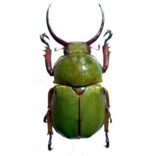 Kibakoganea Tamdaoensis Green Horned Scarab Beetle Vietnam Unmounted Packaged