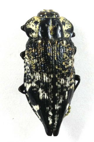 Beetles,  (210146),  Buprestidae,  Polybothris Lelieurii,  Madagascar
