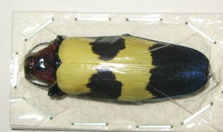 Chrysochroa Buqueti Rugicollis (buprestidae)