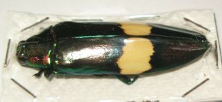 Chrysochroa Saundersi 54mm (buprestidae)