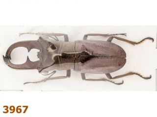 Lucanidae: Cyclommatus Cupreonitens A -,  49 Mm,  1 Pc