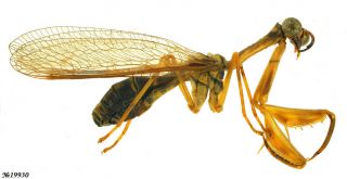 Neuroptera Mantispidae Gen Sp.  French Guiana 16mm