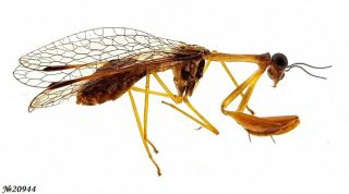 Neuroptera Mantispidae Gen Sp.  French Guiana 12mm