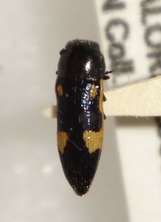 Acmaeoderini Buprestid Sp.  S India Bp77 Buprestis Insect Jewel Beetle Calodema