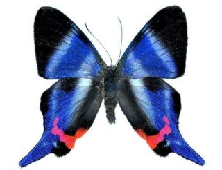 Rhetus Dysoni One Real White Blue Peru Butterfly Unmounted Wings Closed