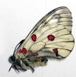1 X Unmounted Real Butterfly Specimens - Parnassius Bremeri Ssp.  China Male