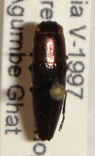 Sphenoptera Gossypii South India Bp74 Buprestis Insect Jewel Beetle Calodema